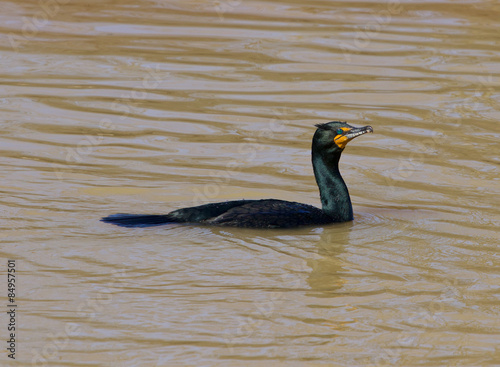 The cormorant is trying to catch the fish