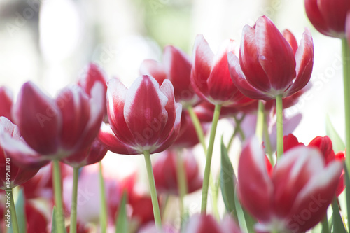 Fresh colorful tulips.