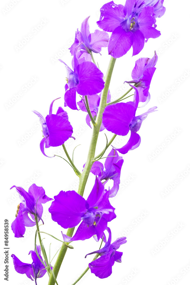 Spring flower Spring flower