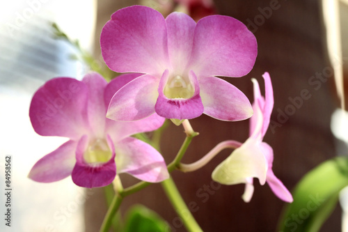 blurred pink orchid flowers