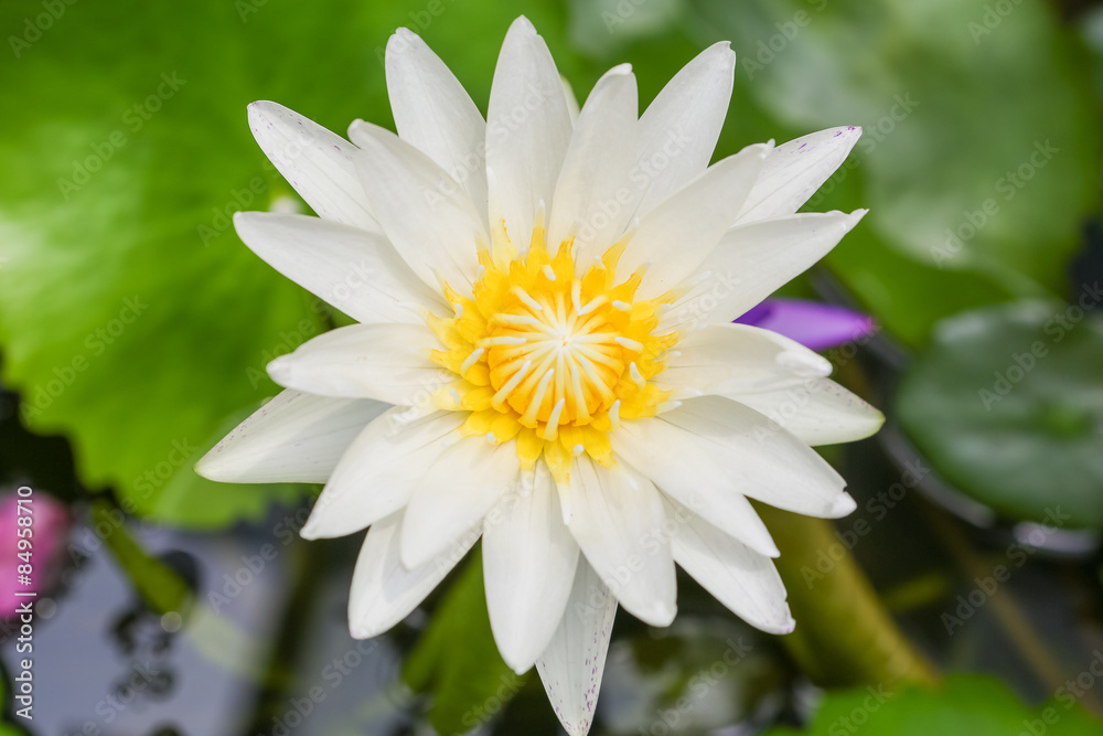 Lotus flower Lotus flower