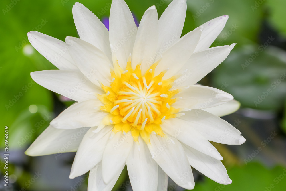 Lotus flower Lotus flower