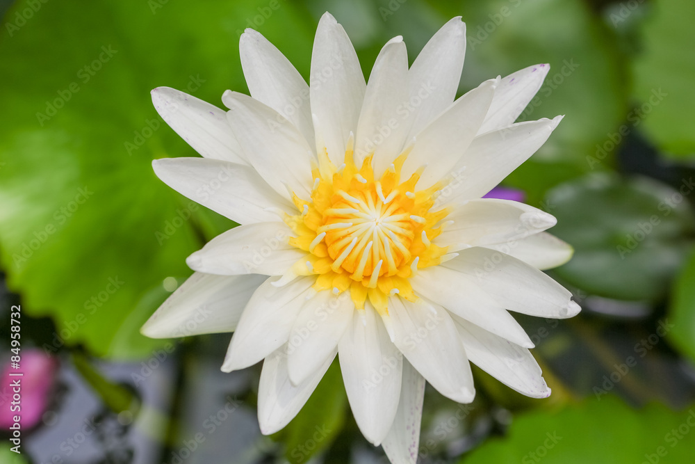 Lotus flower Lotus flower