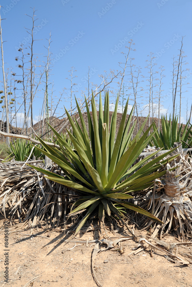 Agave sisale (Agave sisalana) sur l'lot de Lobos  Fuertevent Stock Photo  | Adobe Stock