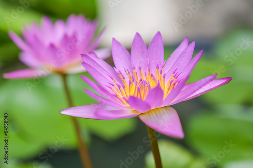 Lotus flower