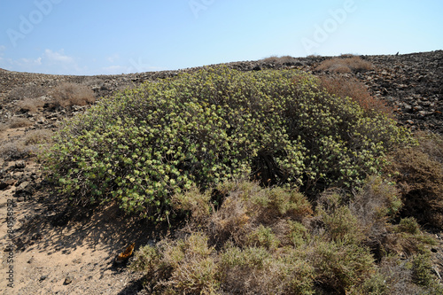 Euphorbe balsamifère (Euphorbia balsamifera) sur l'îlot de Lob
