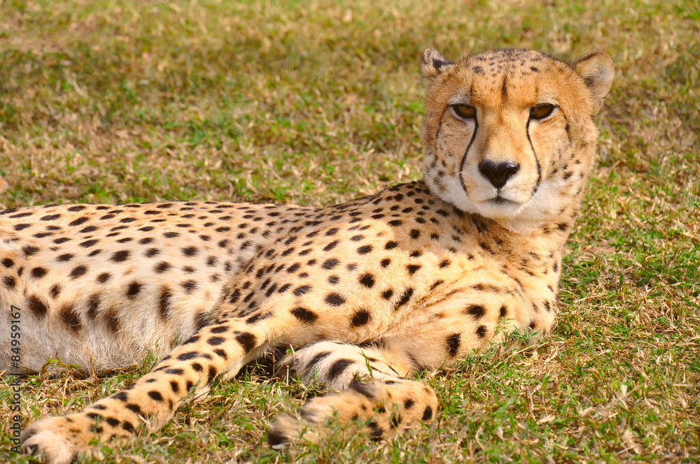 Cheetah Laying on the Grass, South Africa Cheetah Laying on the Grass, South Africa