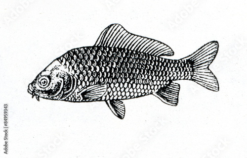 Common carp (Cyprinus carpio) - fully scaled form