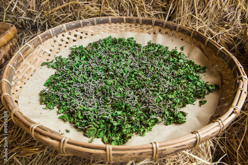 Silkworms eating mulberry leaf in the tray.