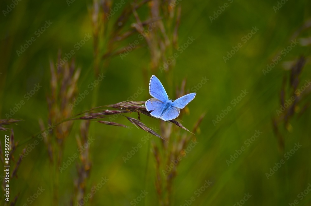 Papillon bleu