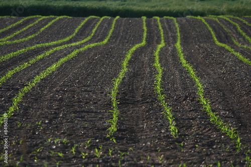 semence agricole champs semis campagne France