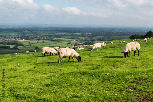 Sheep grazing on the South Downs in East Sussex