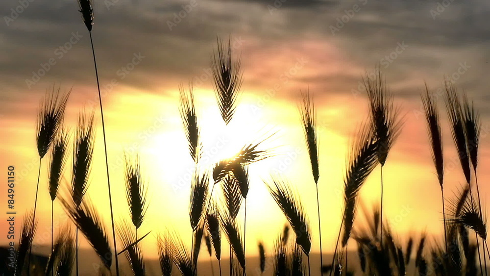 green grass sunset green grass sunset