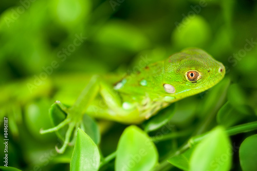 Headshot of a Baby Green Iguana