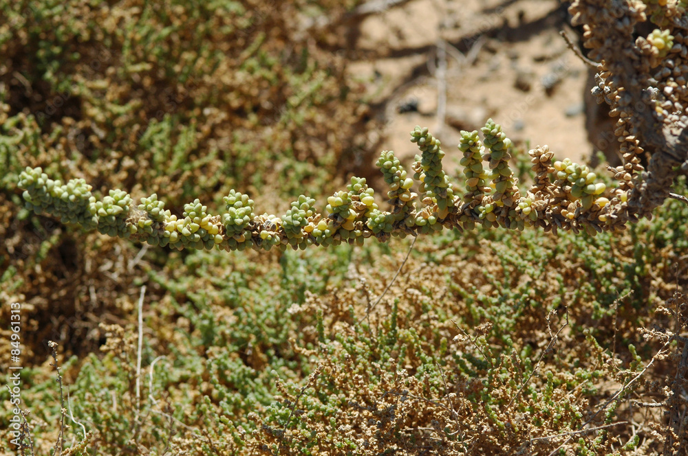Traganum de Moquin (Traganum moquinii) sur l'îlot de Lobos à F