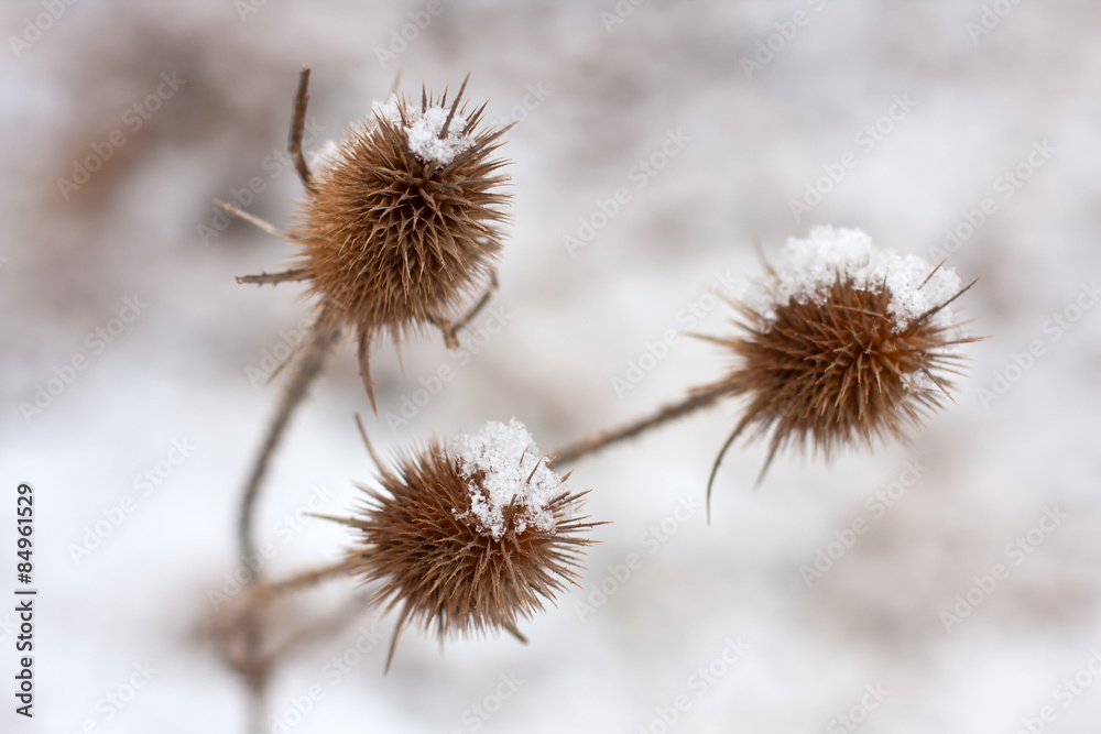 Thistle flowers  covered with snow