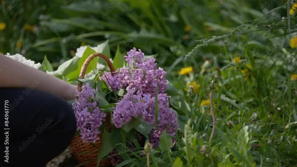 basket full of lilac flowers on grass basket full of lilac flowers on grass