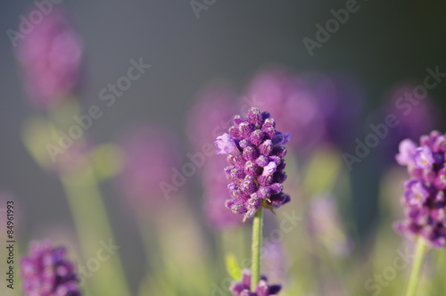 Lavendel