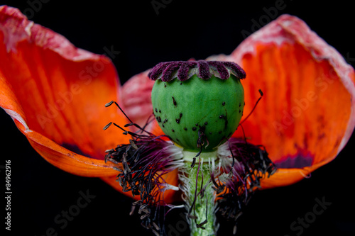 Fototapeta Naklejka Na Ścianę i Meble -  mohn