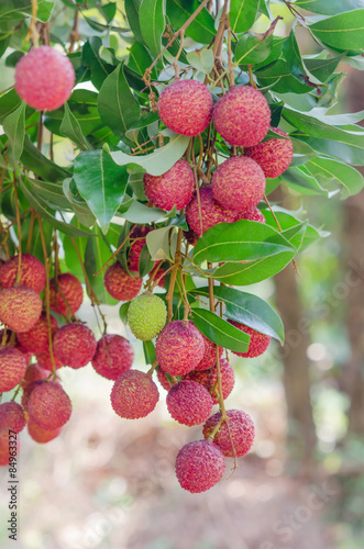 Lychee fruit