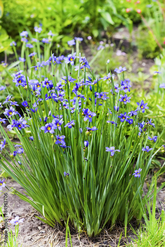 Сисиринхиум узколистный (Sisyrinchium angustifolium). Многолетнее травянистое растение семейства Ирисовые (Iridaceae)