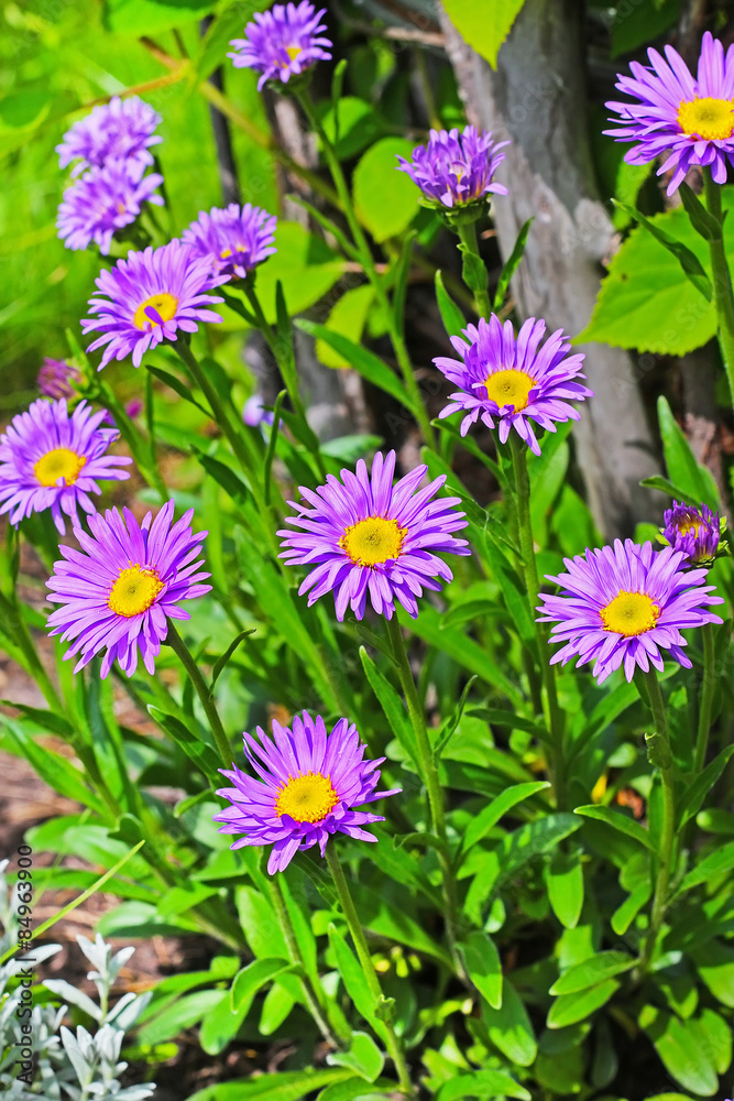 Астра альпийская (Aster alpinus) — многолетнее корневищное травянистое растение Астра альпийская (Aster alpinus) — многолетнее корневищное травянистое растение