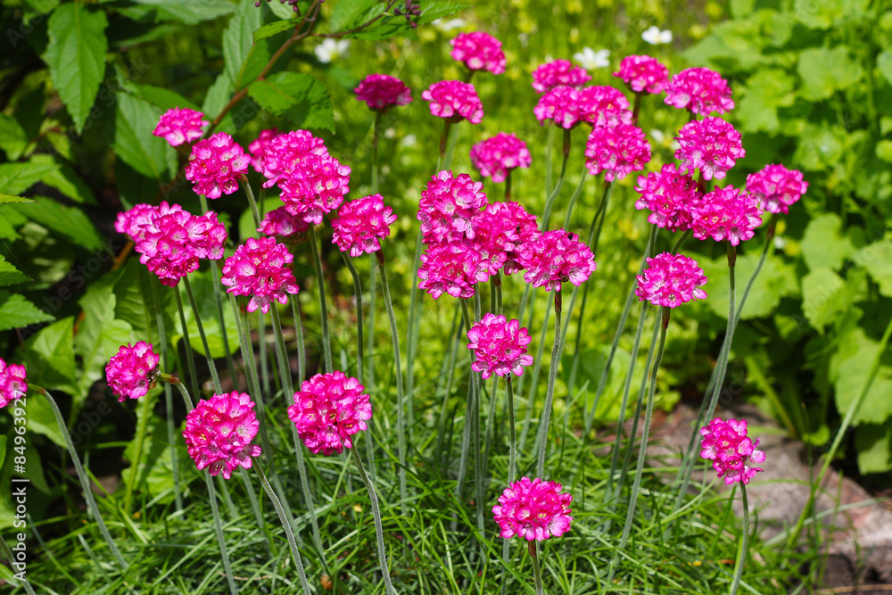 Fototapeta premium Армерия приморская (Armeria maritima, Plumbaginaceae)