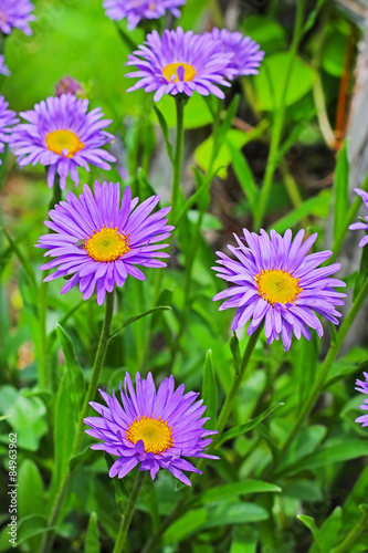                                  Aster alpinus                                                                                           