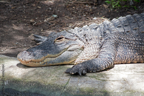 Alligator Teeth - Dark-eyed American Alligator Cools Itself in the Shade with its Legs Outstretched and its White Sharp Teeth Showing