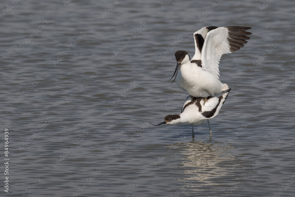 Pied avocets mating Pied avocets mating