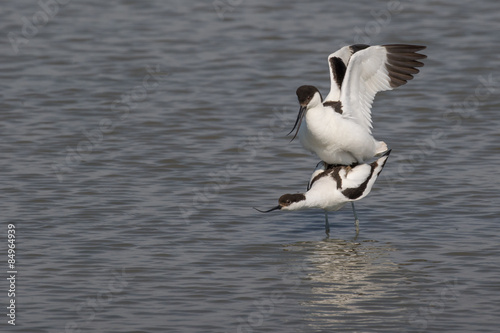 Pied avocets mating