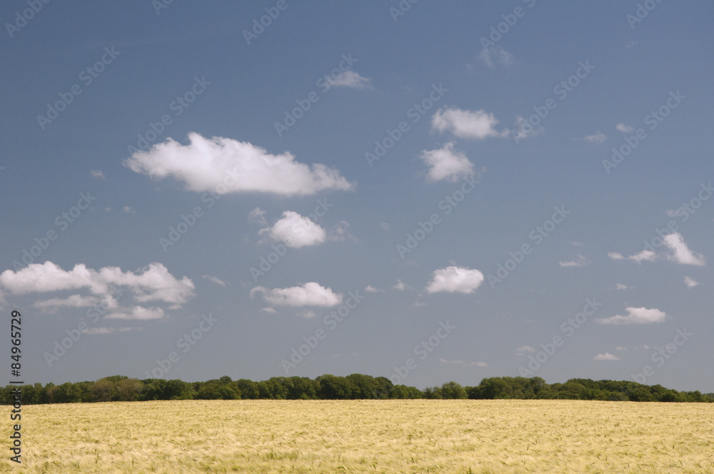 champs de blé avec un ciel bleu