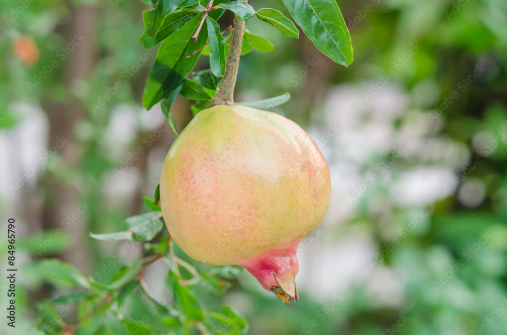 Pomegranate Pomegranate
