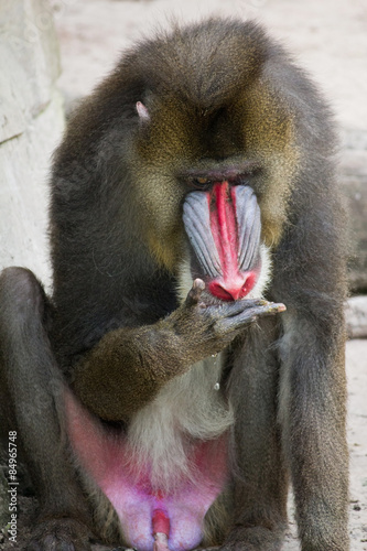 Baboon Drinking - One-eyed Brown Gray Red and White Baboon Sitting Next to a Gray Rock Wall and Drinking Water as it Drips from His Hand