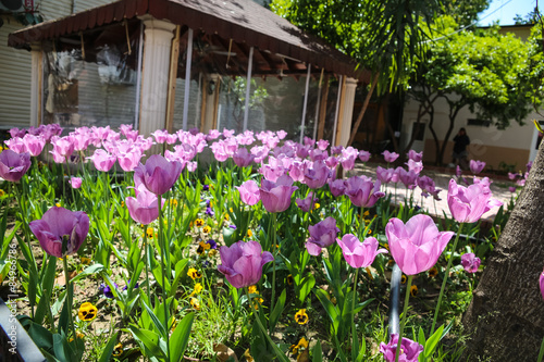Wallpaper Mural Tullips Torontodigital.ca
