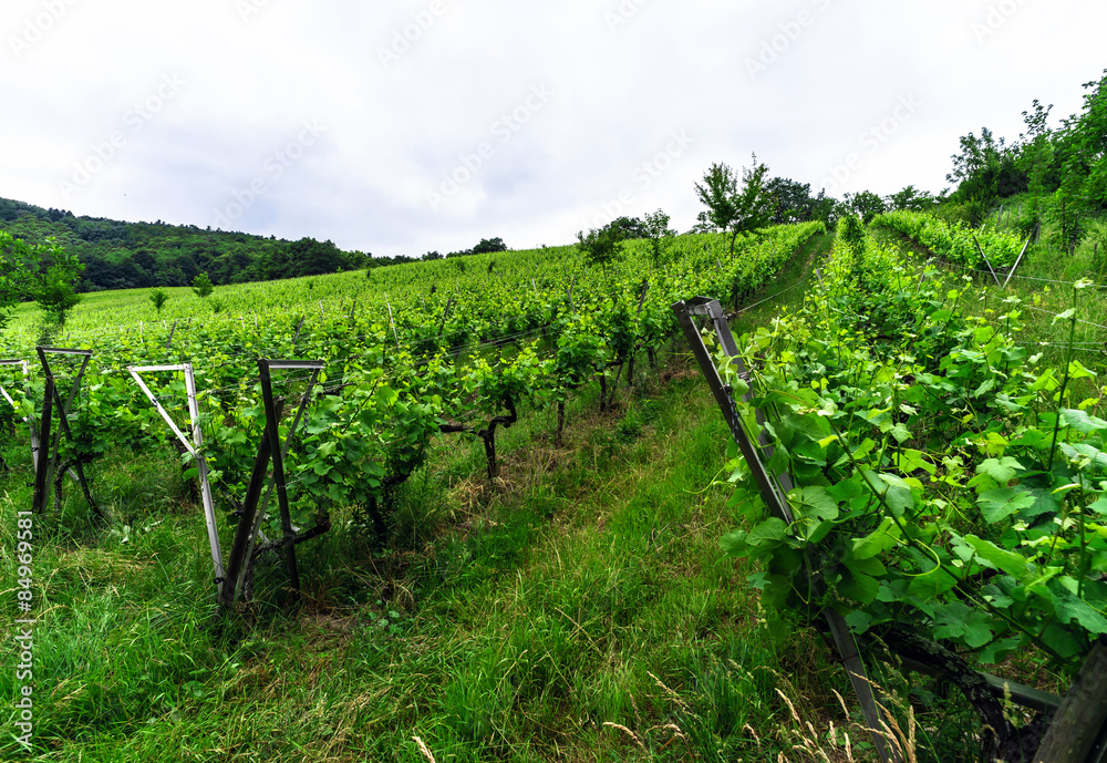 Green vineyards of Alsace, France