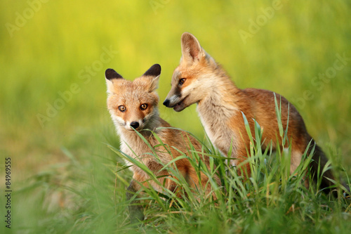 Fox © adamfichna