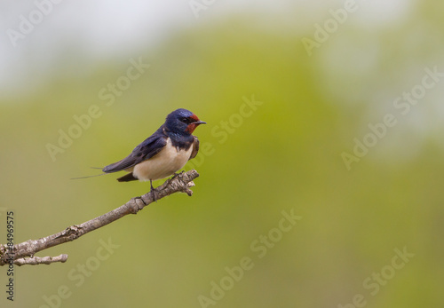 Barn swallow (Hirundo rustica)