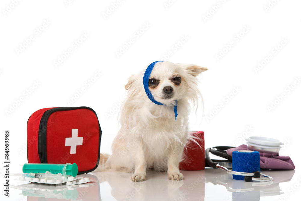 Hund mit Zahnschmerzen – Stock-Foto | Adobe Stock