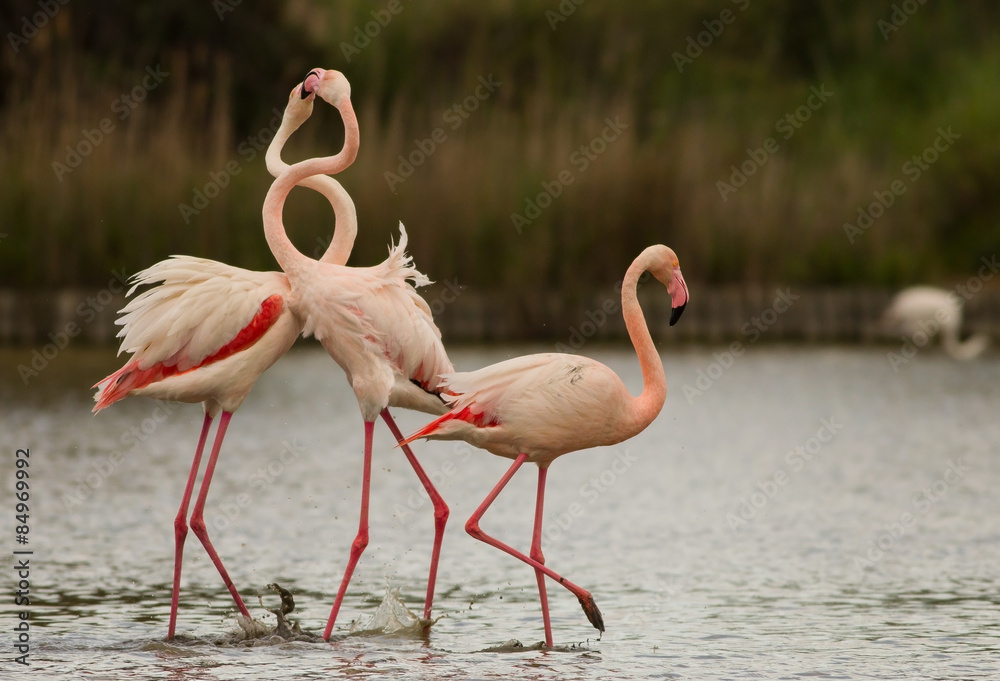 Greater Flamingo (Phoenicopterus roseus) - Battle for the female Greater Flamingo (Phoenicopterus roseus) - Battle for the female