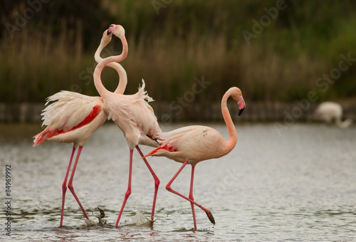 Greater Flamingo  Phoenicopterus roseus  - Battle for the female