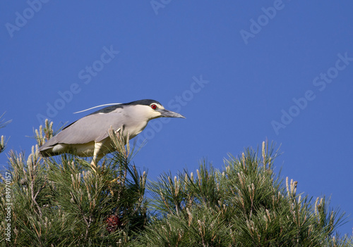 Black-crowned night heron (Nycticorax nycticorax)