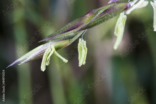 focus on bamboo seeds on plant that blossoms at rare moments in Phyllostachys lifetime