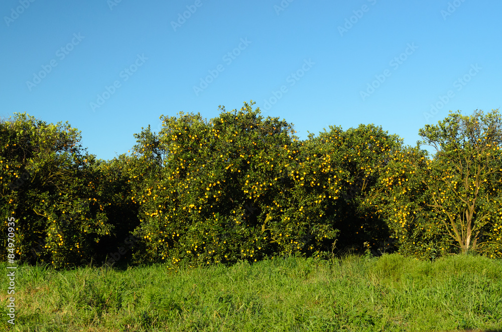 plantação de laranjeiras