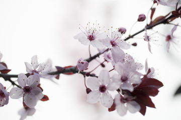 Crédence de cuisine Fleur de cerisier Gros plan fleurs cerisier zen  © STUDIO GRAND WEB