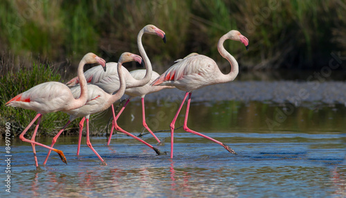Greater Flamingo (Phoenicopterus roseus) - Walking