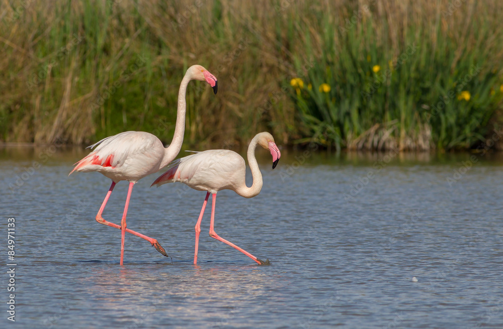 Greater Flamingo (Phoenicopterus roseus) - The couple