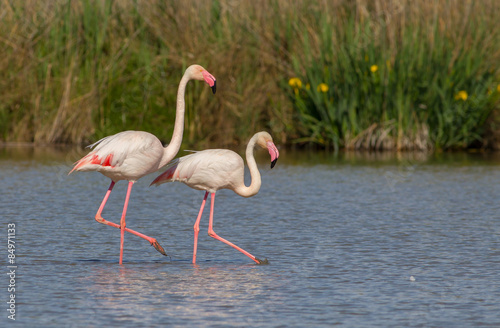 Greater Flamingo (Phoenicopterus roseus) - The couple