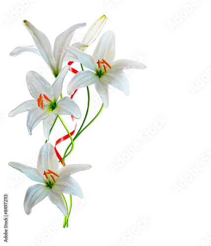 lily flowers isolated on white background