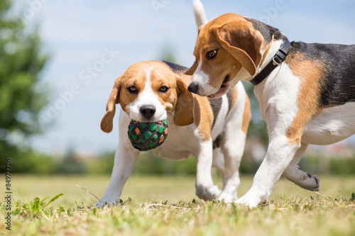 Two Beagle dogs playing with one toy